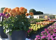 Dahlia Dalina Maxi, een aantal nieuwe kleuren in de serie en er zitten nog meer in de pijplijn die tijdens FlowerTrials gepresenteerd werden. Een bestaande series die steeds geüpgraded wordt met nieuwe kleuren. Dus ook hier volop productontwikkeling. Maxi Apricot is een van de highlights op het genied van nieuwe introducties.